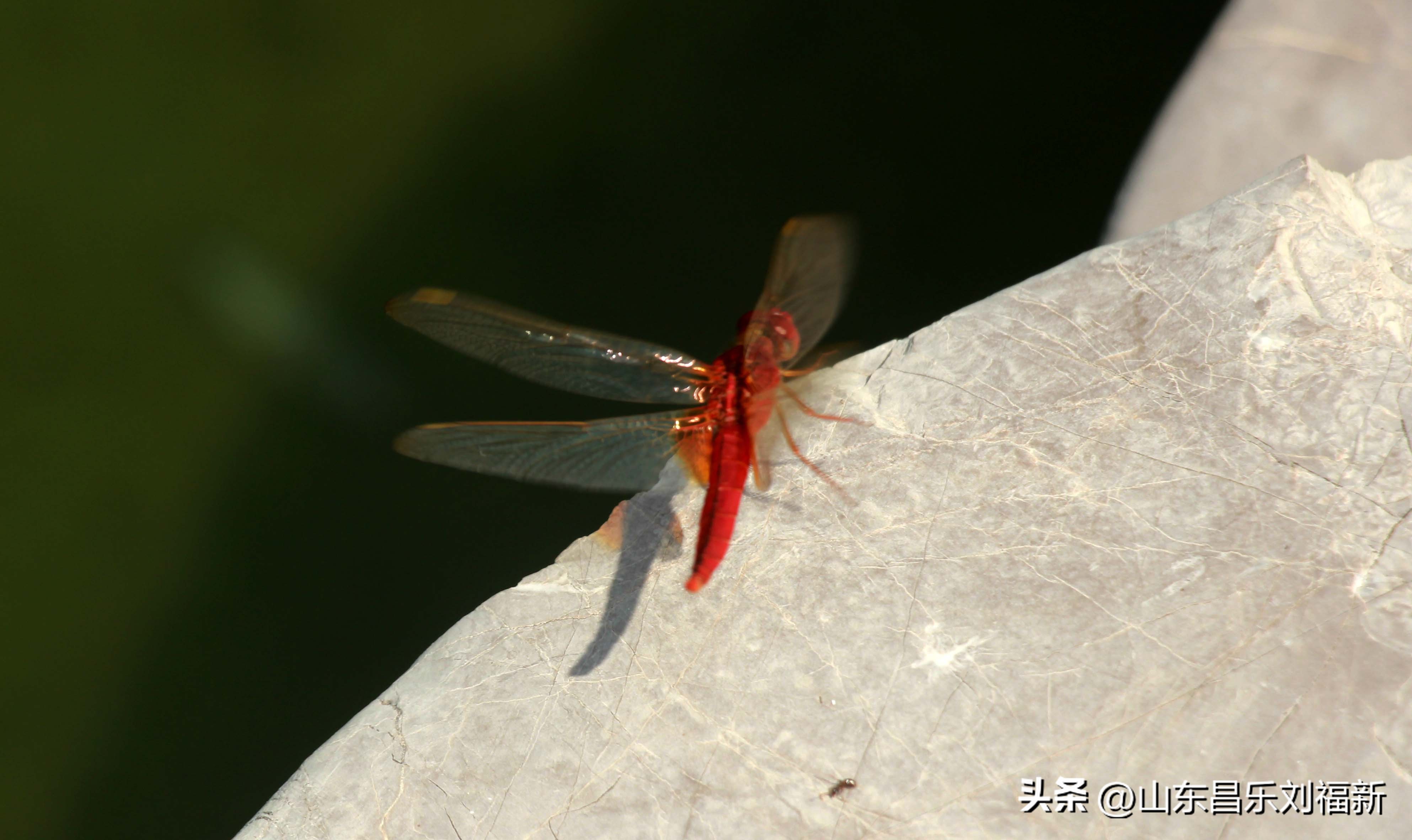 意大利蜻蜓和红蜻蜓,红蜻蜓与台湾红蜻蜓