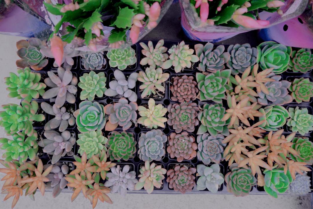 璐甸槼涔屽綋姘镐箰鑺卞崏甯傚満,涔屽綋闃挎牀鑺卞崏甯傚満