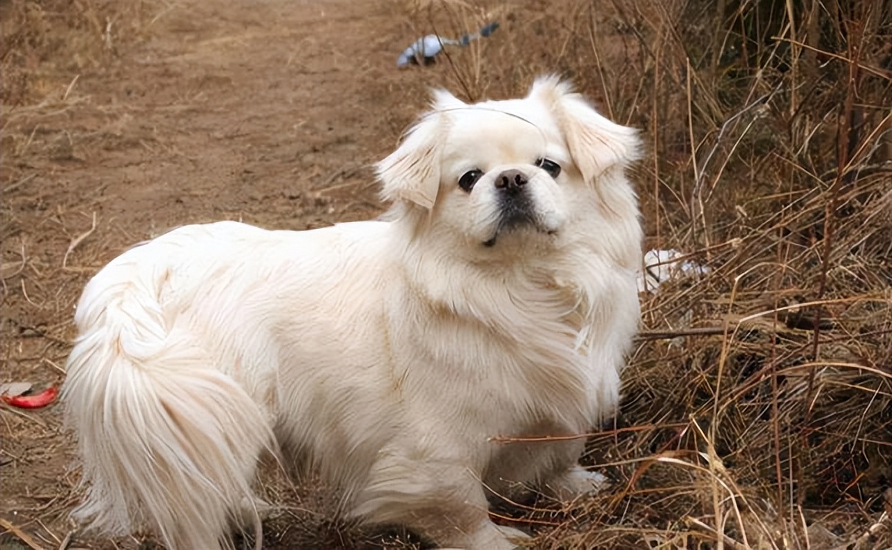 如果看到流浪狗请善待它们,遇到流浪狗请善待他们