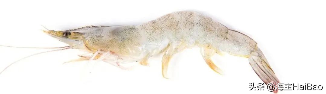现在基围虾为什么冬天这么便宜,大连基围虾和四川的不一样
