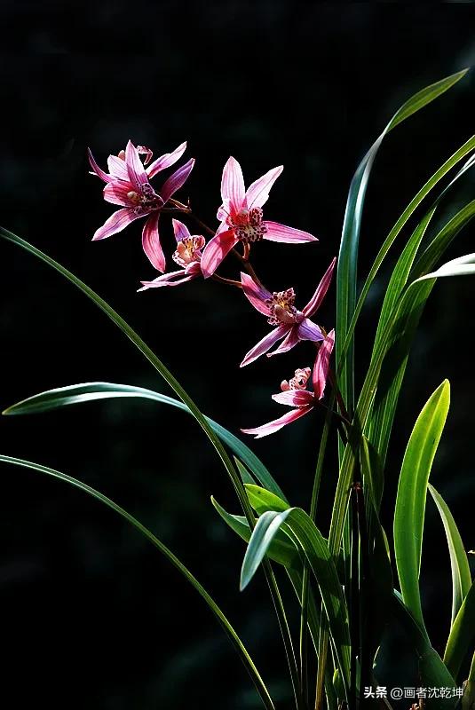 芝兰生于深谷不以无人而不芳出处,100幅历代名家兰花图值得一看再看