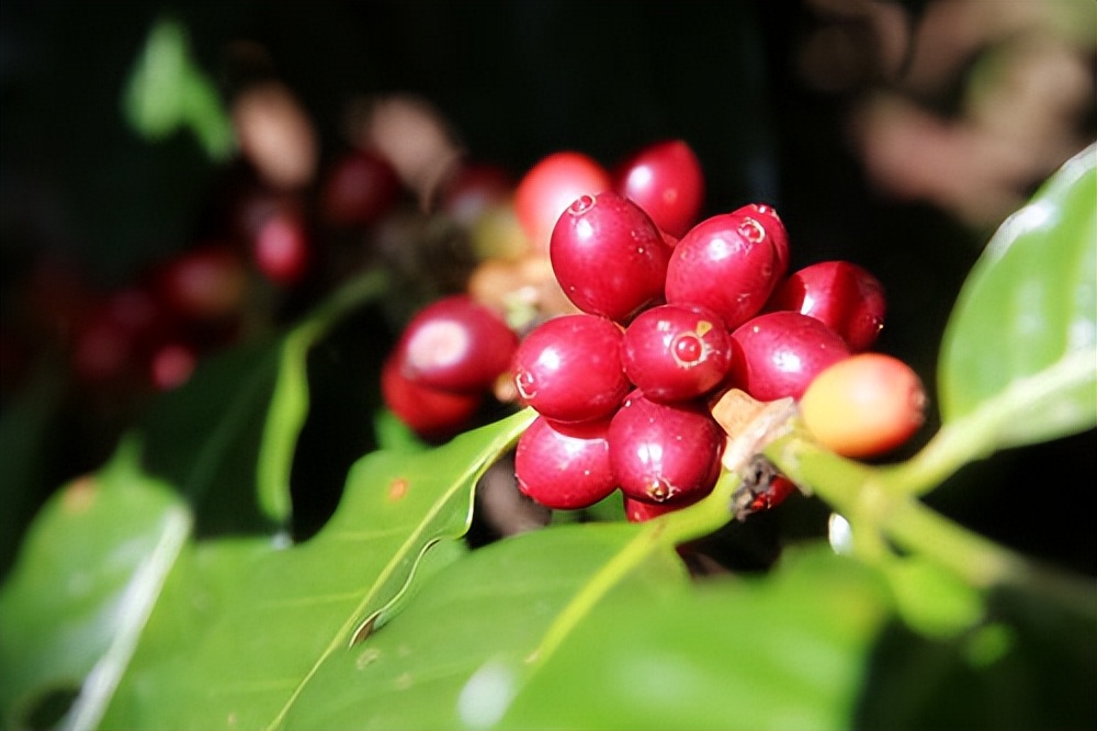 云南的小粒咖啡到底有多出名,云南最好的小粒咖啡是哪里产的