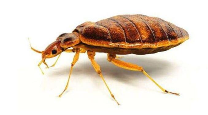 被臭虫爬过的被子能盖吗,臭虫爬过的被子带回家会繁殖吗