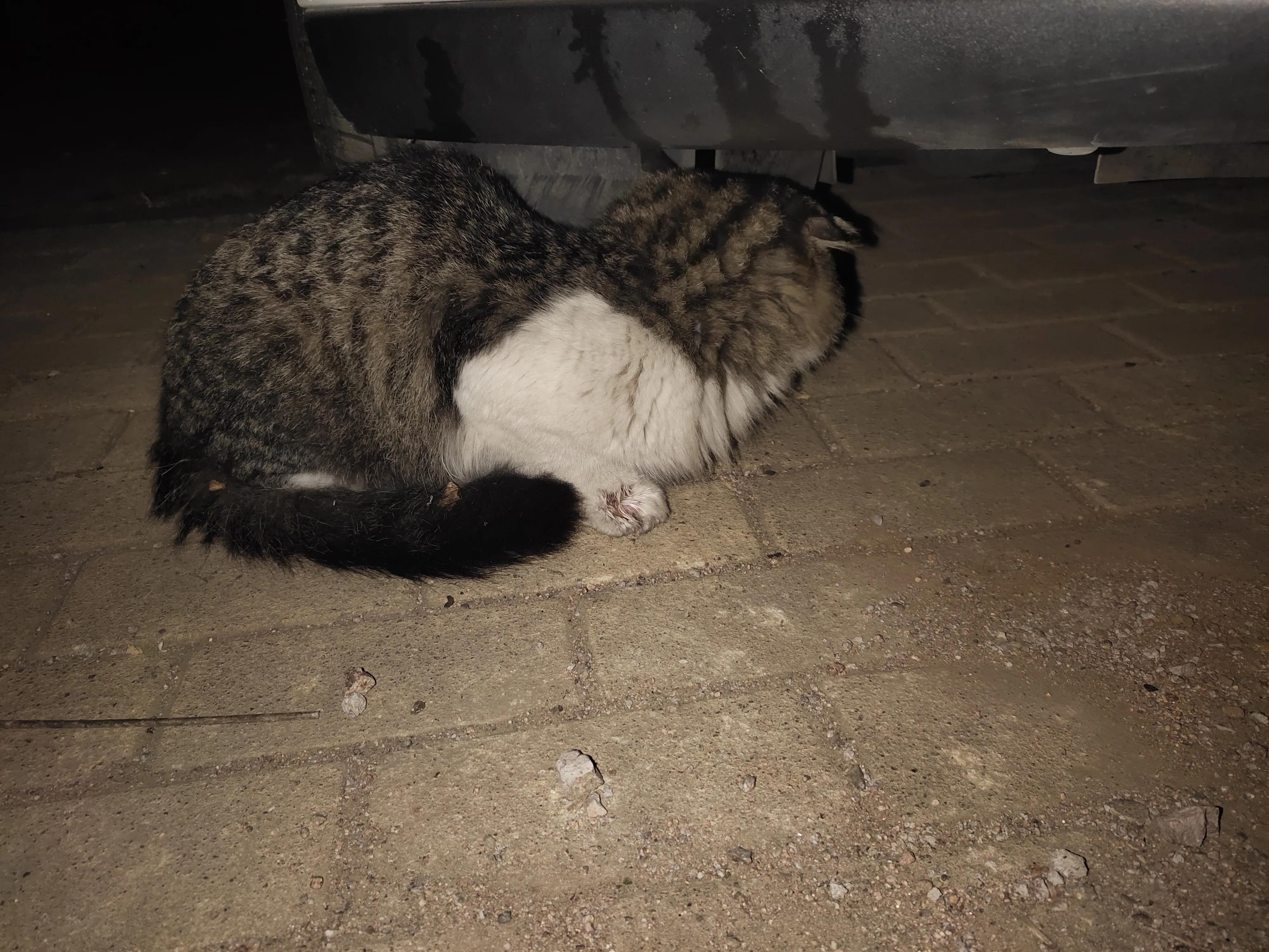 流浪猫度过严寒,流浪猫狗最难熬的日子