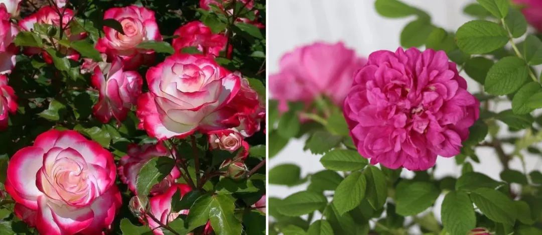 蔷薇月季玫瑰的区别,月季蔷薇玫瑰的区别