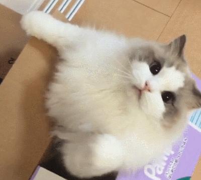 千万不要养布偶猫,养布偶猫的人都后悔了吗