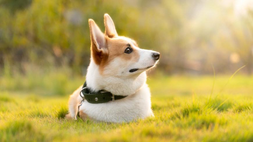 狗界十二大颜值,狗界公认美人