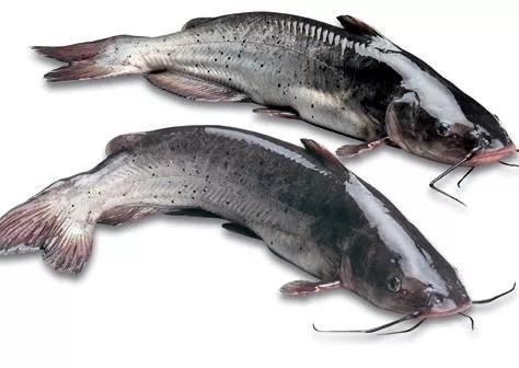 2020年禁养水产类名单,国家禁止放生的鱼类有哪些