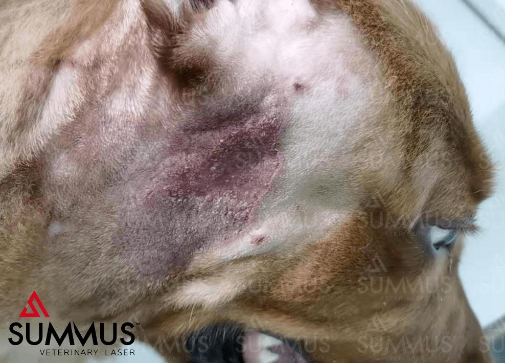 宠物治疗仪,中医兽医治疗狗狗皮肤病