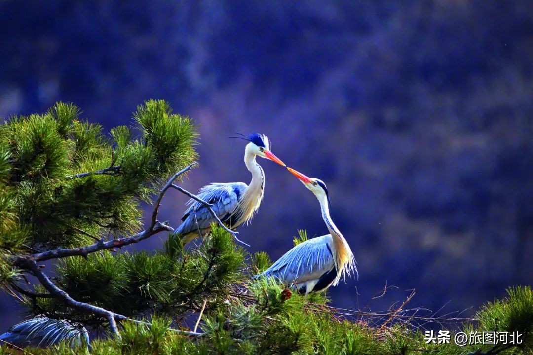 一起出发丨跟着“鸟王爷”去观鸟