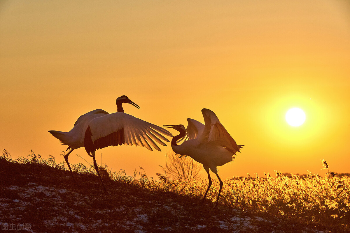 |精彩推荐|张春葆现代诗选:夏荷丹顶鹤之死