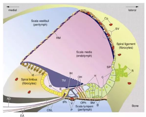 大前庭导水管正常值,大前庭导水管结构