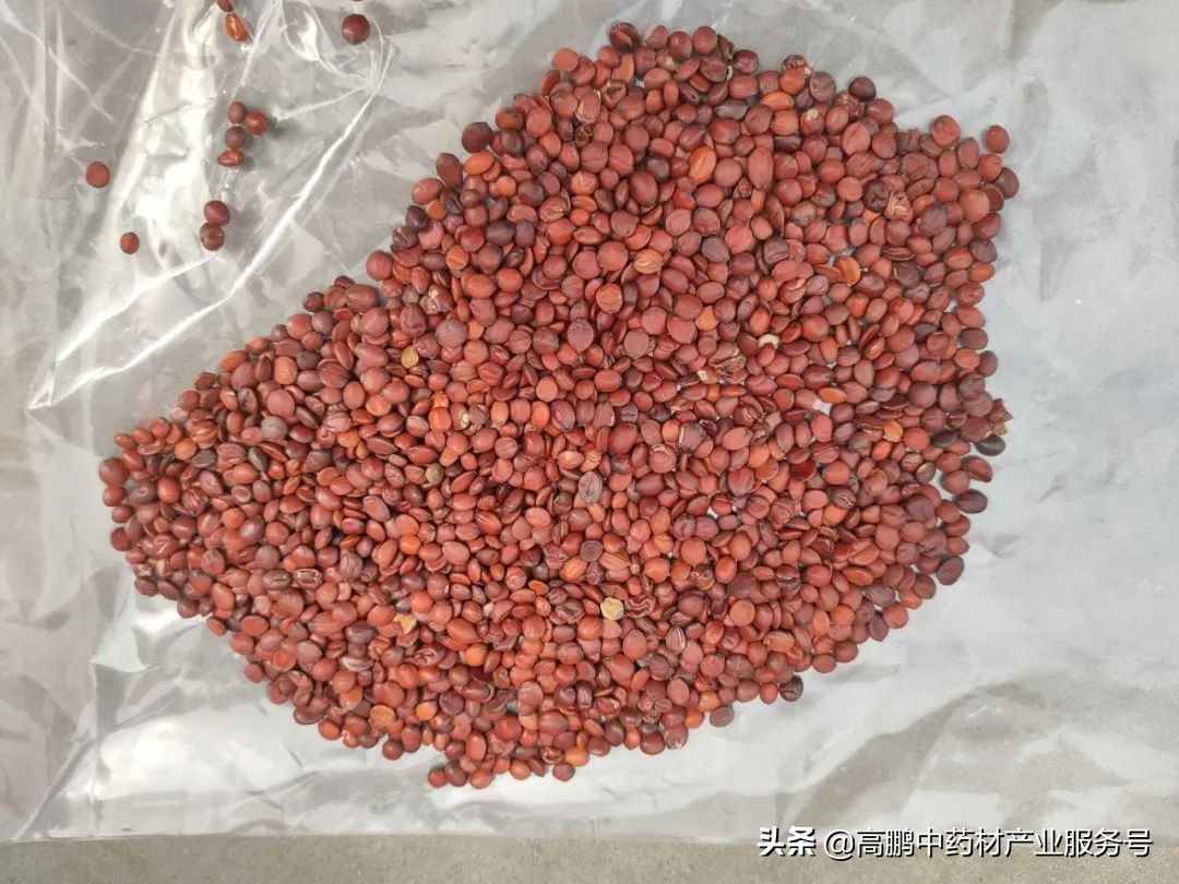 药材走势预测,高鹏说药材近期部分品种价格行情