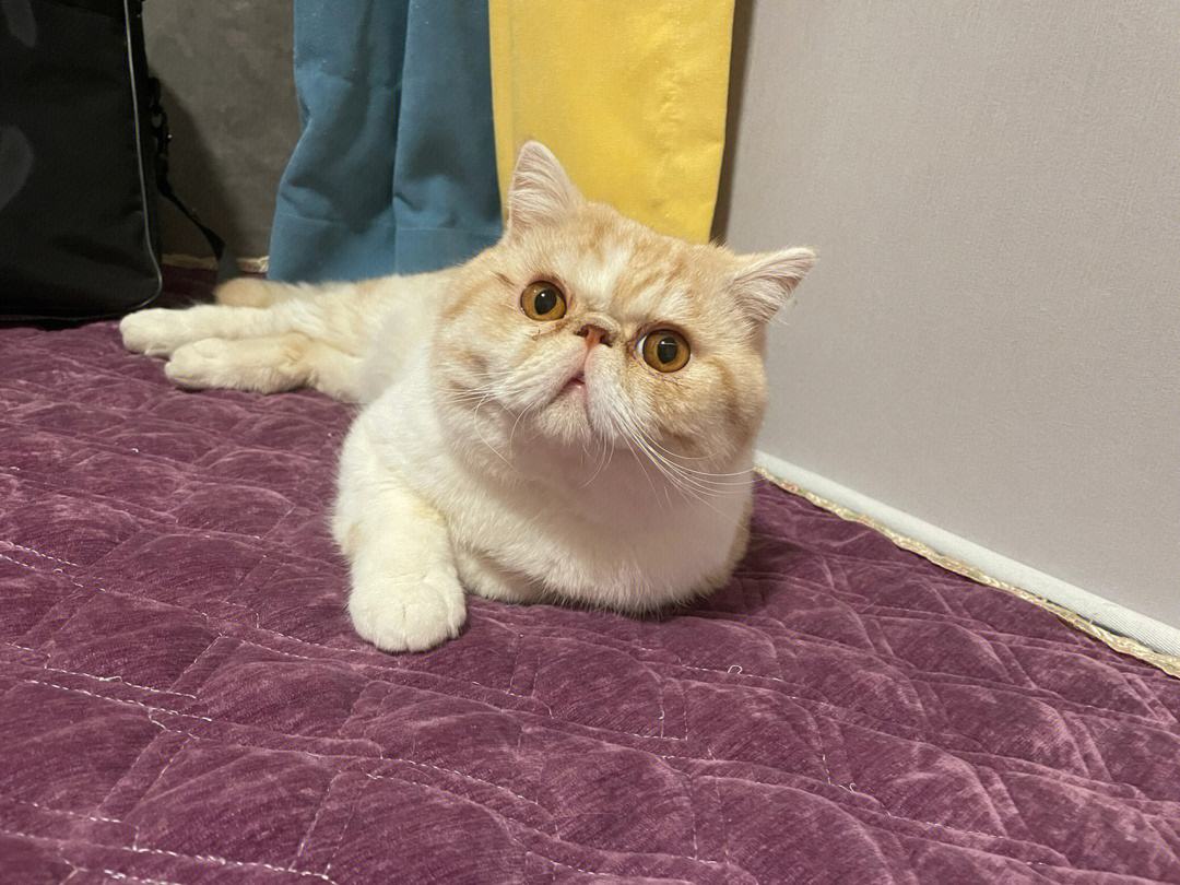 猫界中最好养的6种猫,什么猫寿命最长还好养