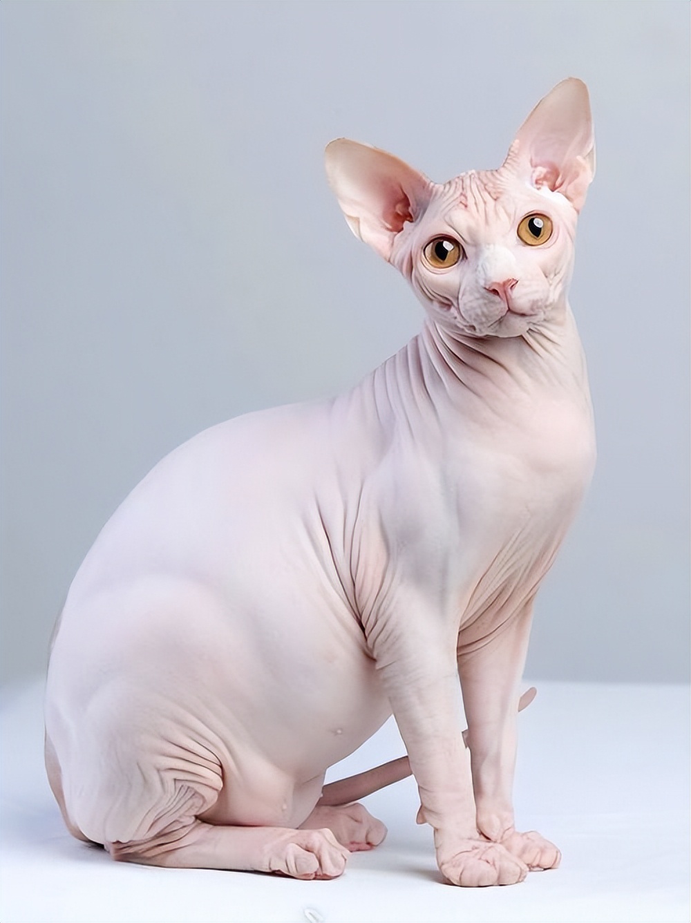 罗布泊流浪猫是怎样活下来的,罗布泊深处发现流浪猫