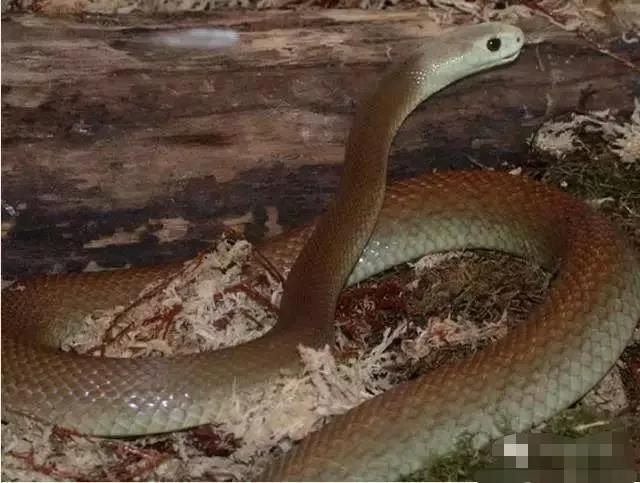 世界十大毒物动物,世界十大毒物排行榜的视频