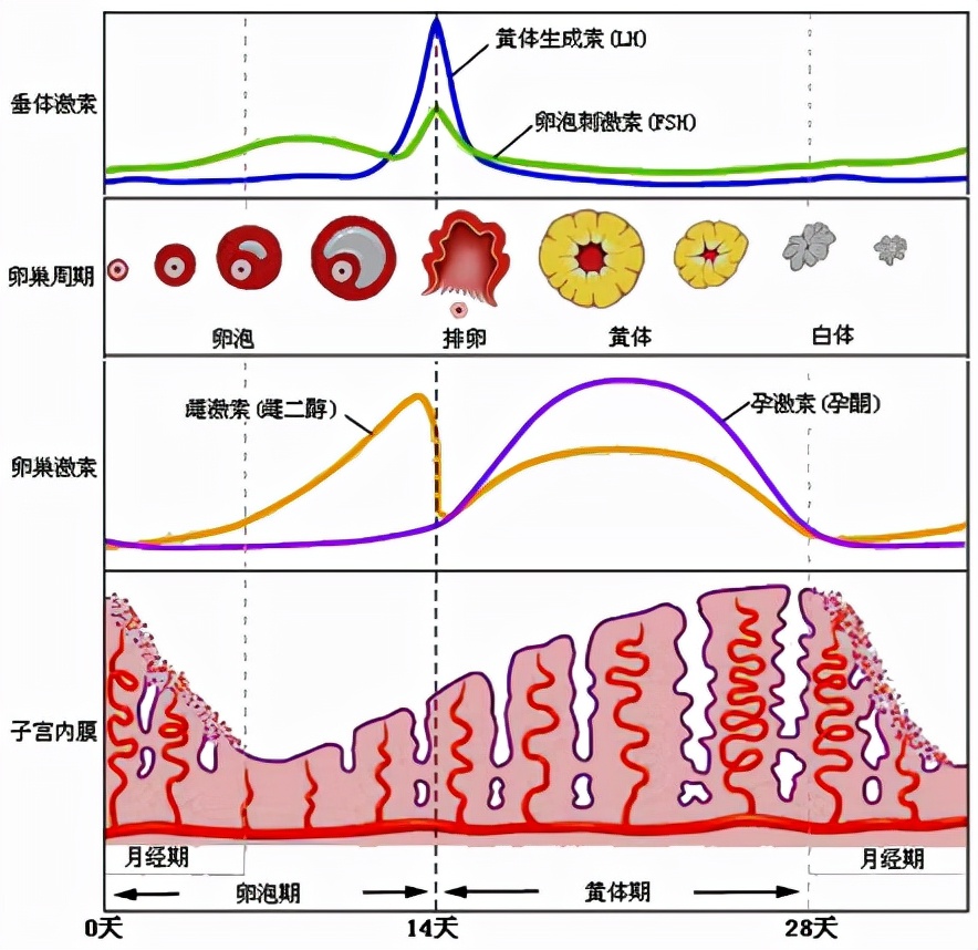 怕她不来又怕她乱来的文案,怕她不来又怕她乱来出处