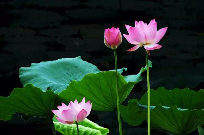 鱼荷花图片唯美高清大图,手机壁纸荷花高清唯美图片