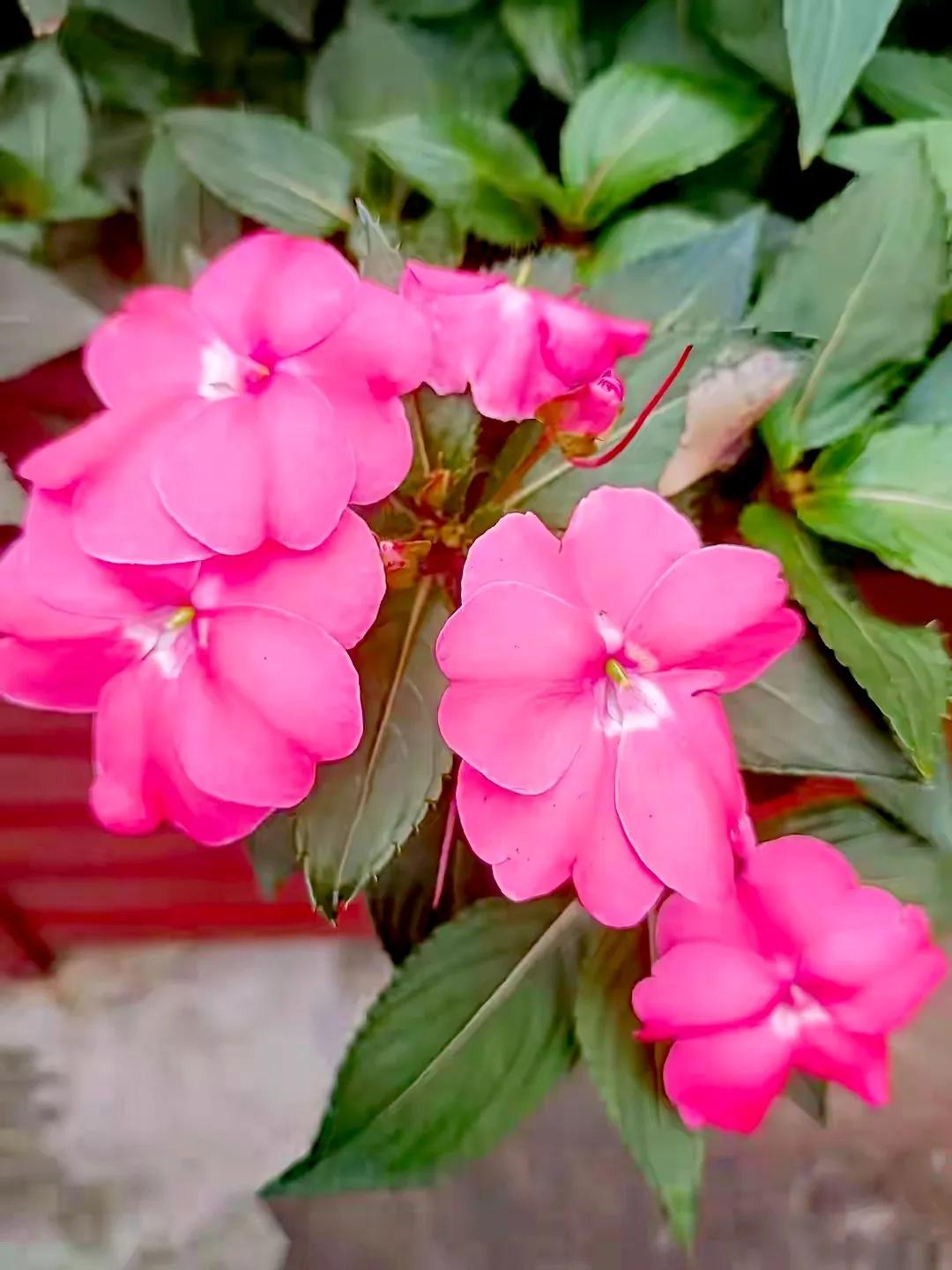 美丽五颜六色的凤仙花,七月最美的花景视频素材