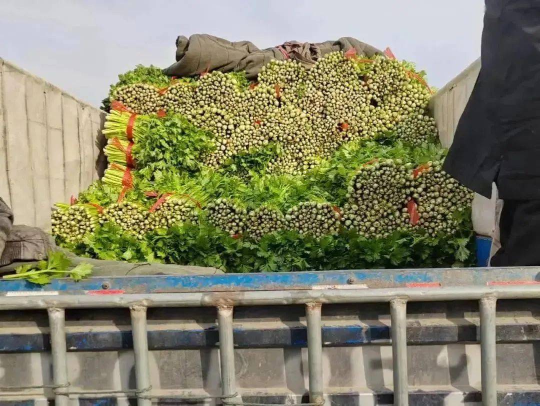 辛巴辛有志坚持公益初心不动摇,辛巴辛有志助农回放