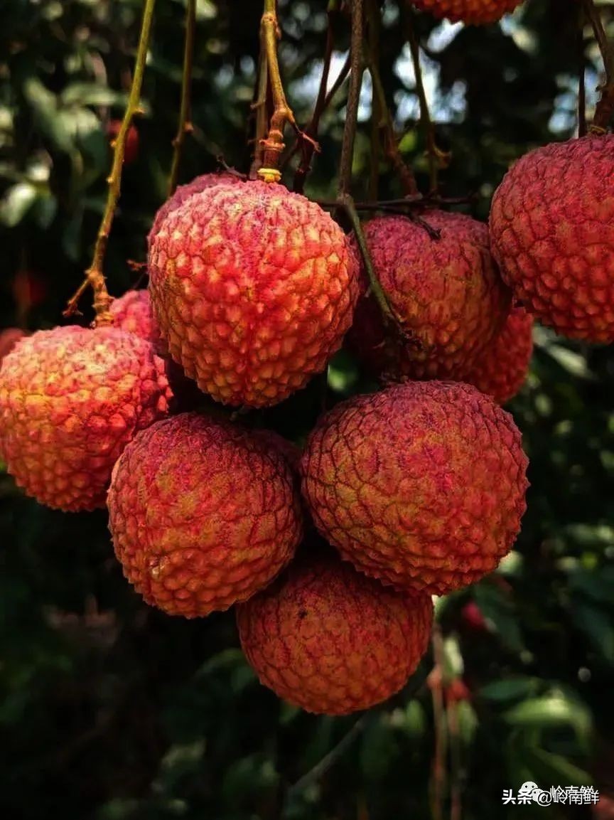 全球最好吃的荔枝在哪里,荔枝哪个品种最好吃