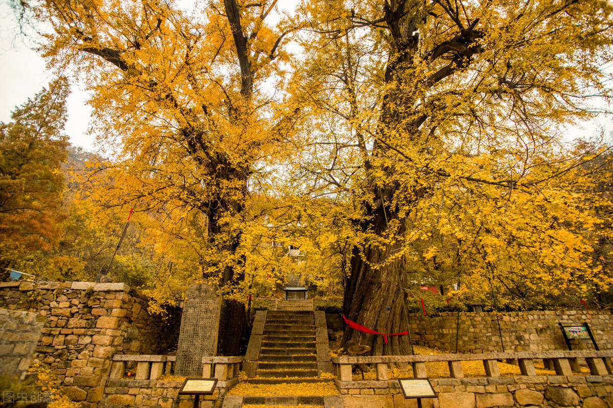 没想到济南的秋天竟然可以这样美,秋天济南哪个景区最美
