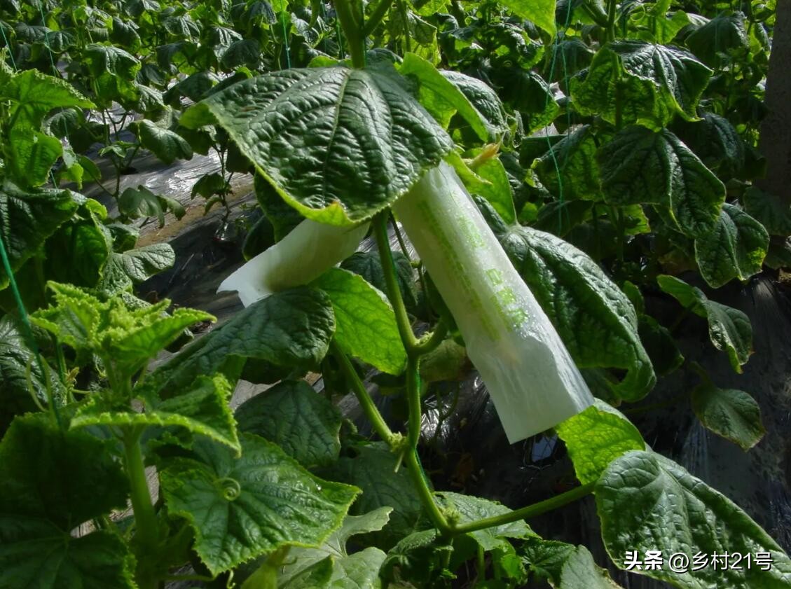 黄瓜丝瓜虫害用药,黄瓜丝瓜苗长虫怎么办