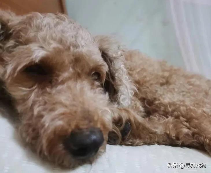 厦门免费领养宠物狗近期,厦门贵宾犬领养