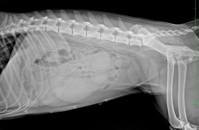 春季疾病需警惕！让宠物远离子宫蓄脓！症状一览及治疗方式