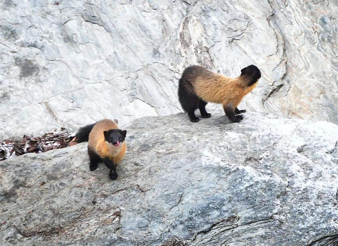 湖北出现“羌仔虎”，体型如狐外表可爱，却能单挑猴子猎杀野猪