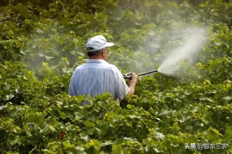 用土霉素小苏打怎样种植农作物,金针菇小苏打二次种植方法