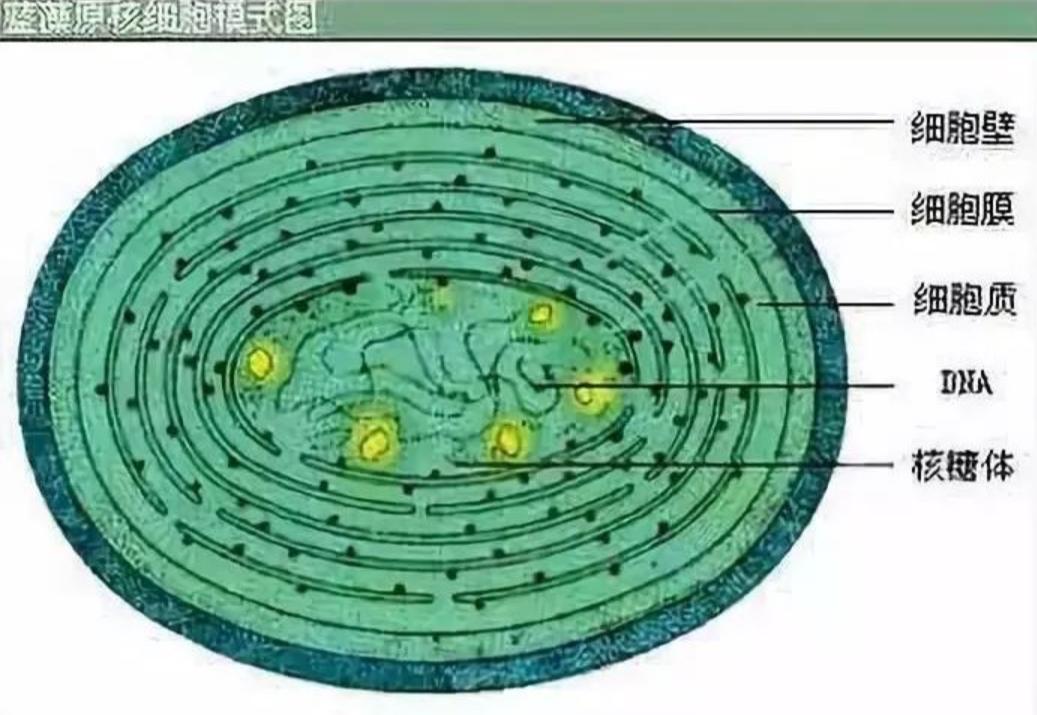 全球仅剩三只的中国神兽,全球只有三只的神兽