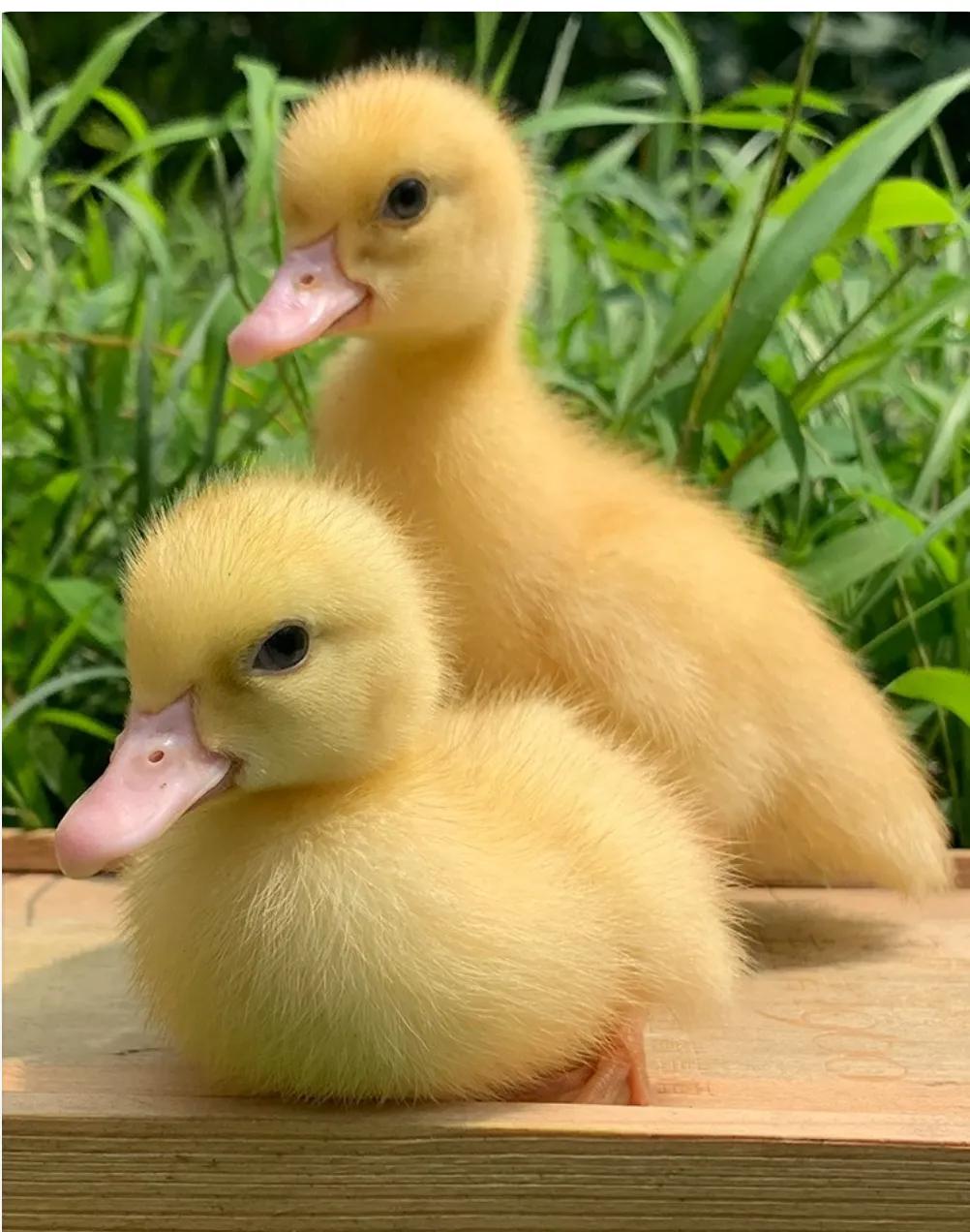 小鸭子学游泳动作,小鸭子学游泳读后感