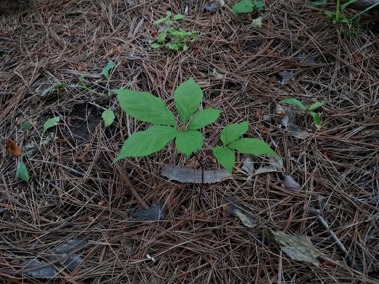 人参3元一支是正品吗,人参和园参是一个品种吗