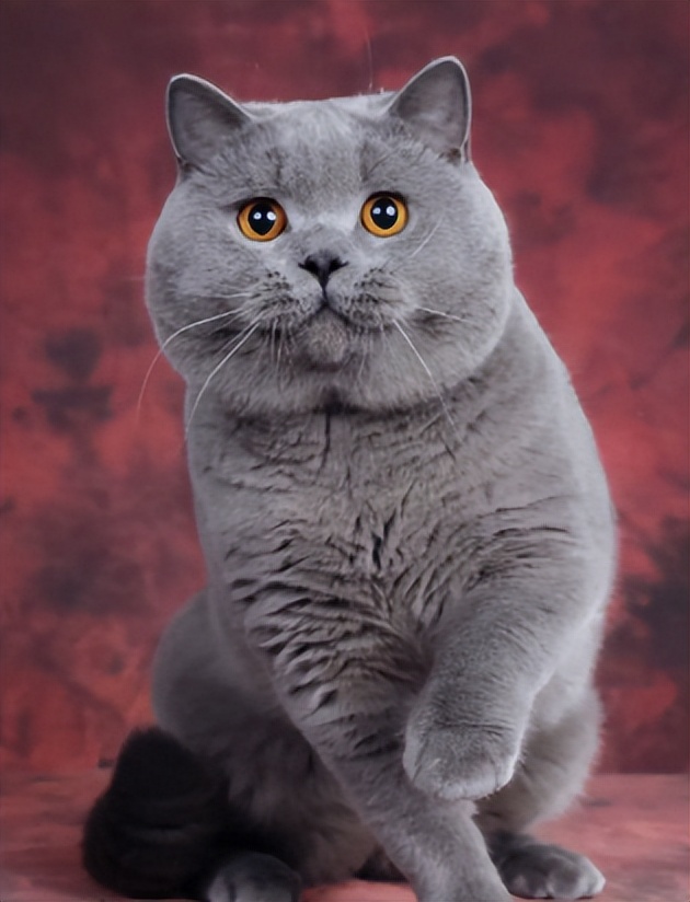 猫界中什么猫最聪明,猫界中谁的性格最好