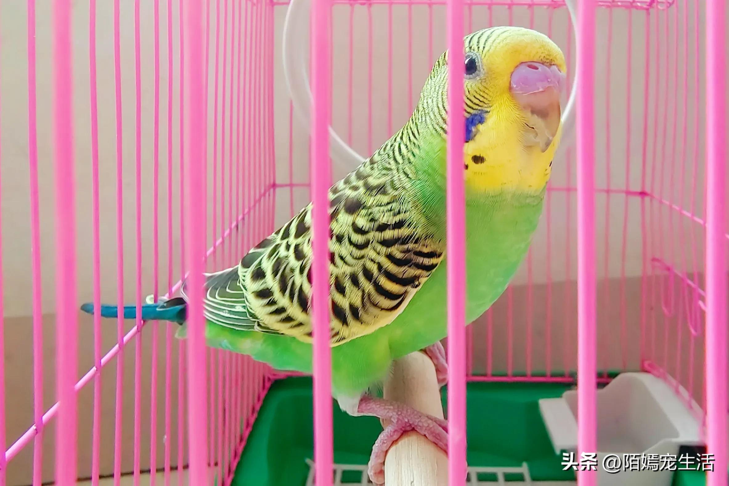 新到家的虎皮鹦鹉注意什么,虎皮鹦鹉进家注意事项