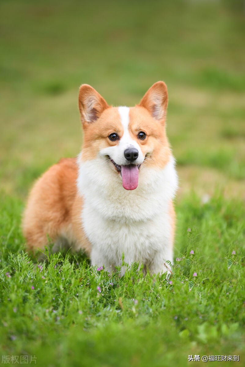 3月20日24节气的春分,2023年的春分节气