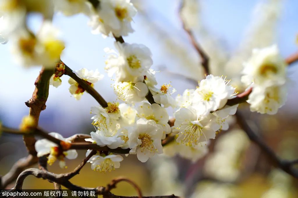 北京春花烂漫图,北京赏花梅花