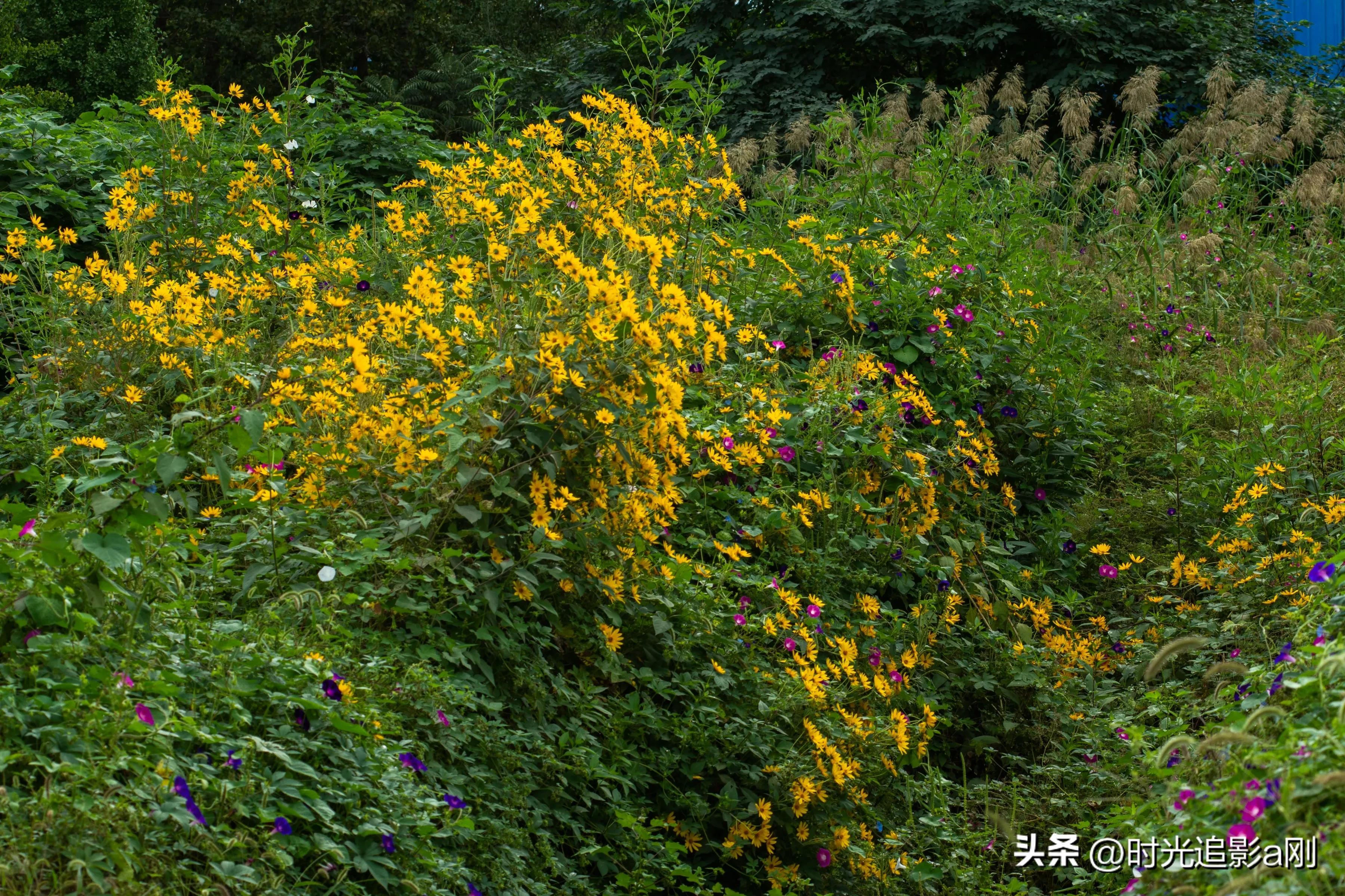 蓝眼菊的花语,七彩菊花语和寓意