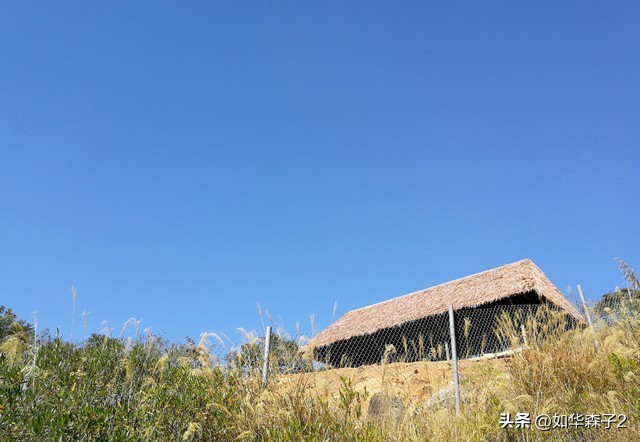 22年养牛和养羊哪个赚钱更有前景,养猪养牛养羊哪个赚钱的多