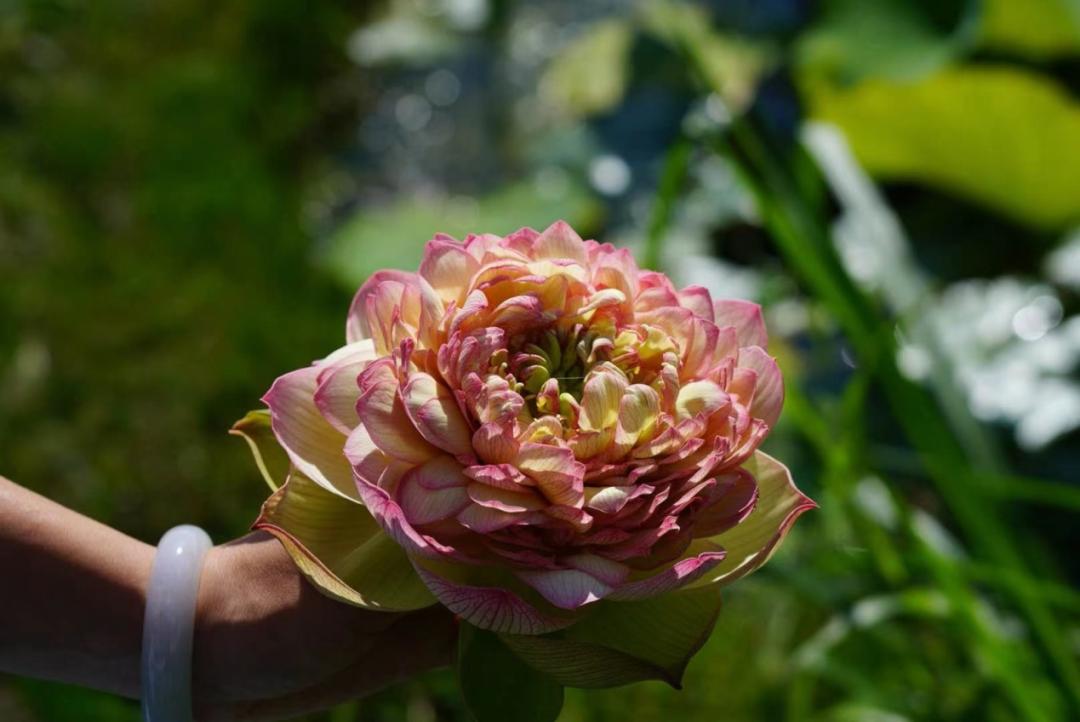 荷花种植什么品种好看,荷花种植范围有哪些品种