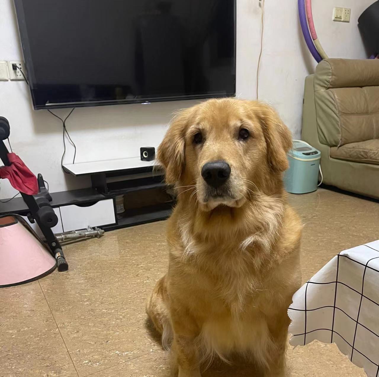 狗狗视神经炎的治疗方法,狗狗神经炎治疗过程分享