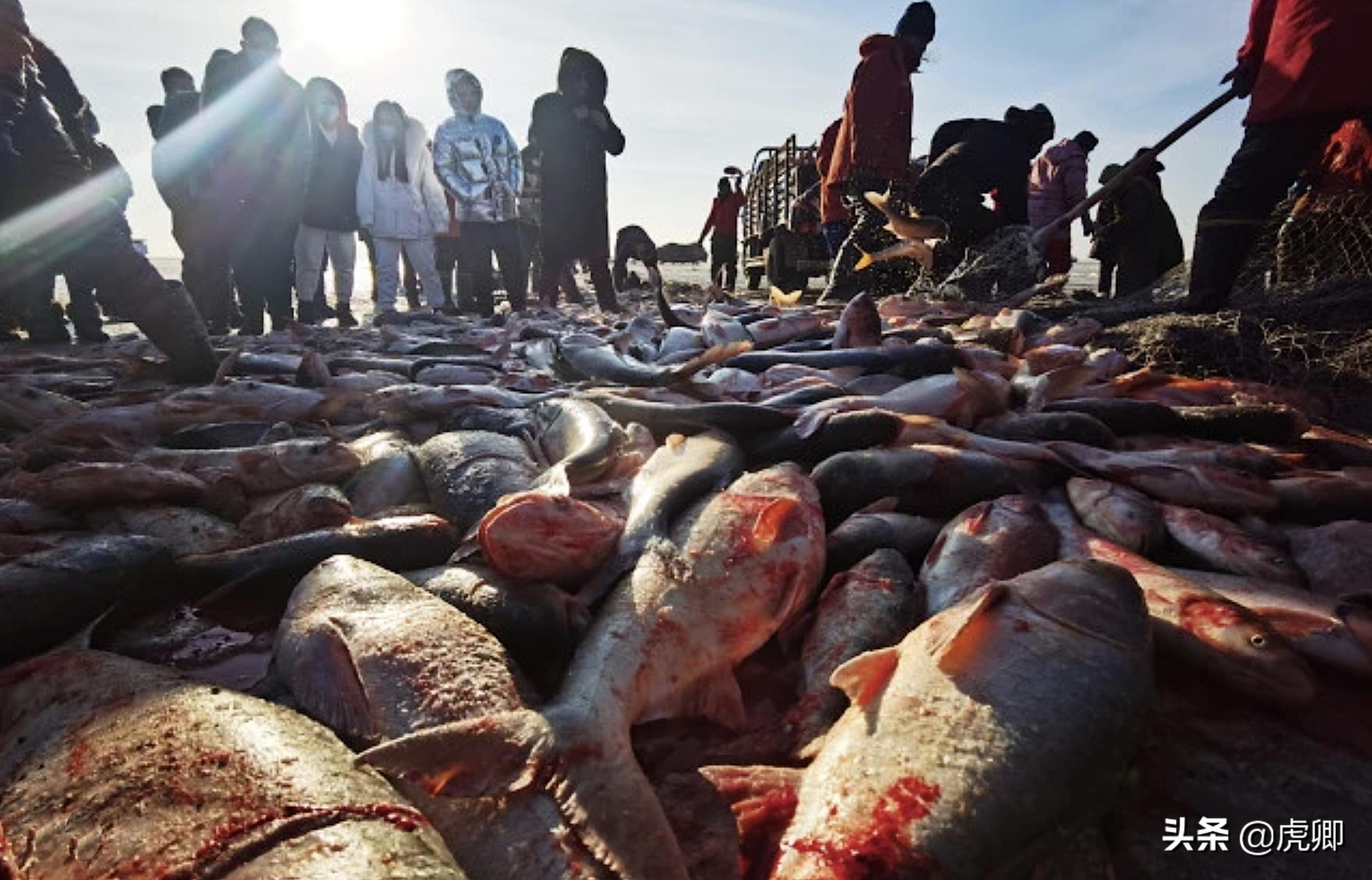 天价鱼的秘密：300万一条38斤的鱼，查干湖胖头鱼曾是帝王特供？