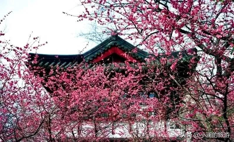 江苏赏梅胜地,江浙沪赏梅小众