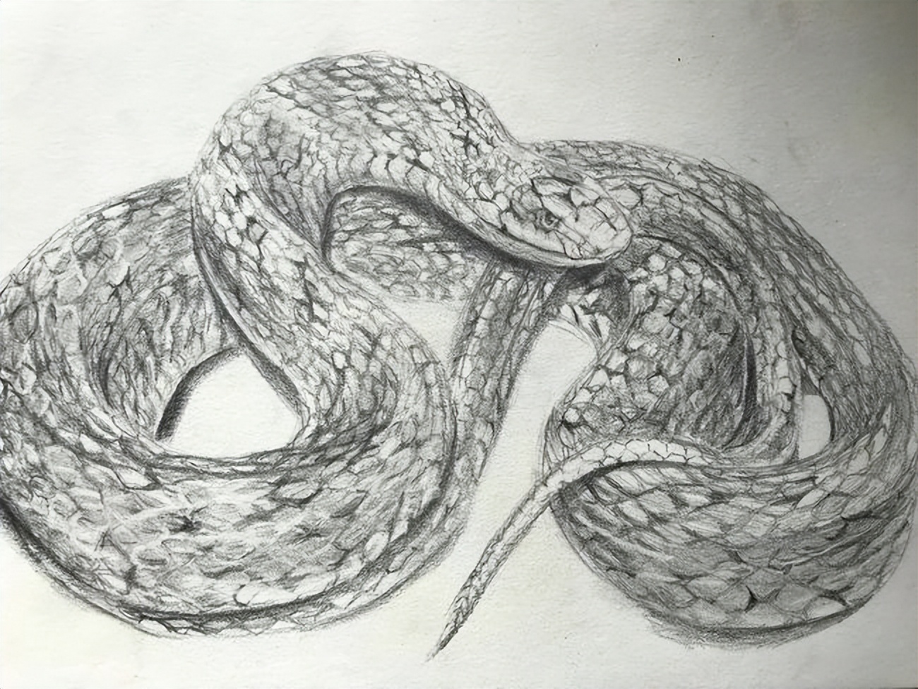 中国小青龙之称的蛇,比熊猫还珍稀的蛇