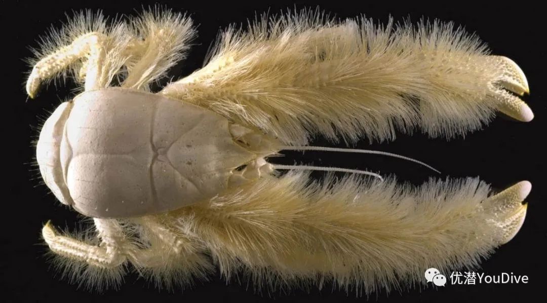 异形怪物万圣节,万圣节之诡异怪谈