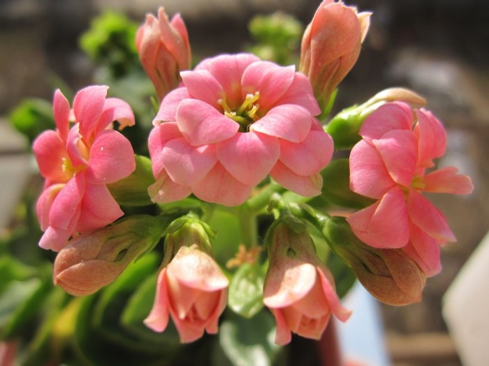 一盆种几种长寿花,一盆长寿花