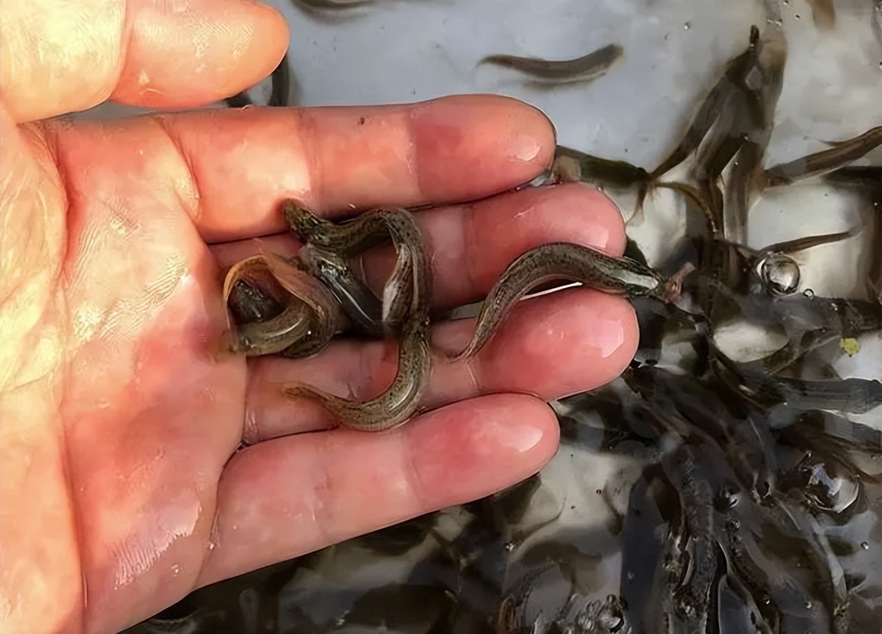 泥鳅钓鱼是犯法吗,四川省用泥鳅钓鱼是违法行为吗