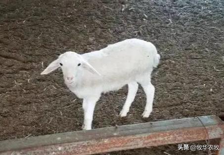 春夏季节如何预防羊的各种疾病,夏季羊易得的疾病