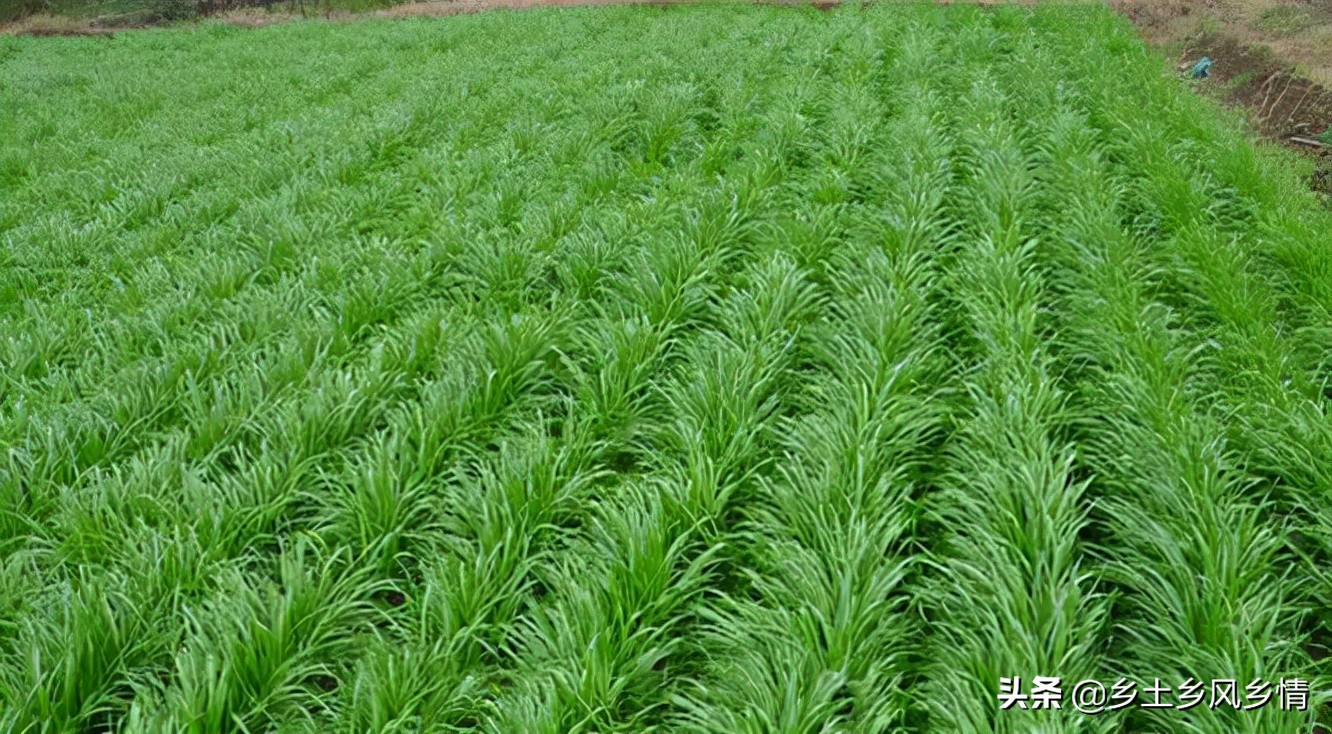 黑麦草草坪的优点和缺点,黑麦草护坡和多年生黑麦草一样吗